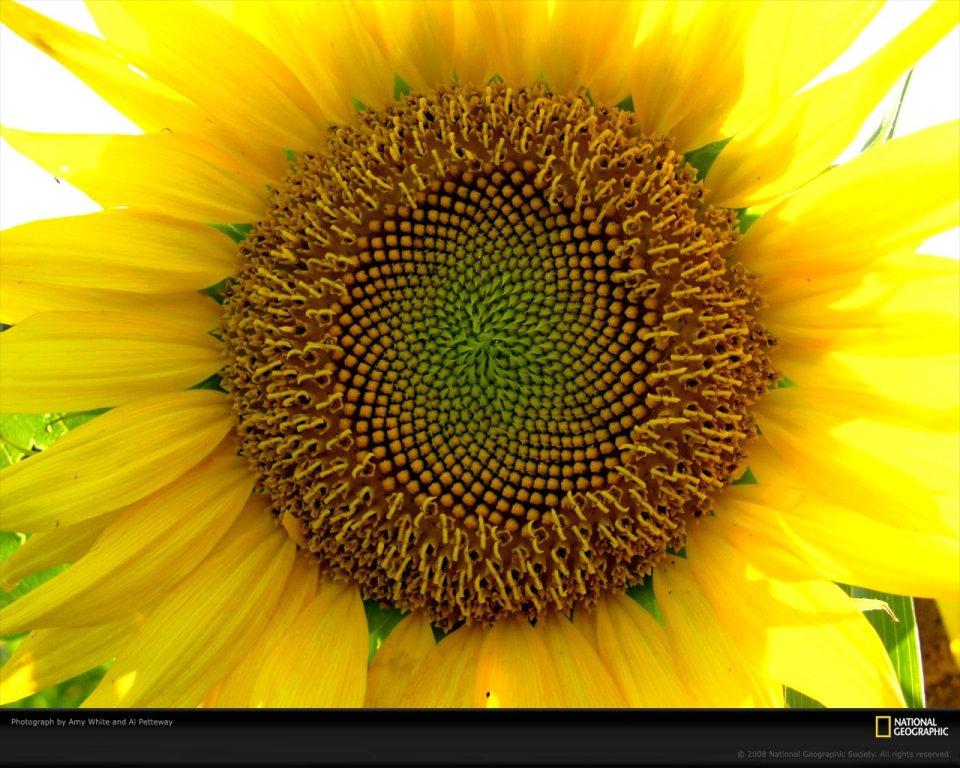 Sunflower Center Closeup National Geographic