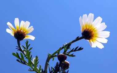 Chrysanthemum In Bright Blue Sky
