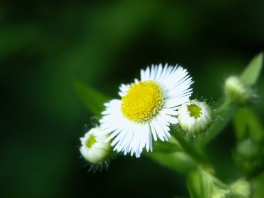 清新微距小雏菊与花苞