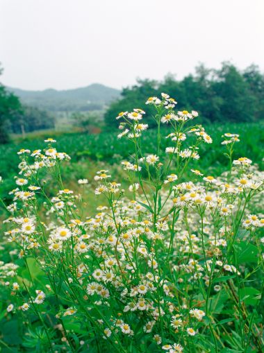 田野间盛开的白色野雏菊