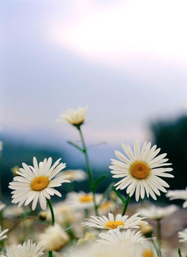 Fresh Beautiful Daisy Field