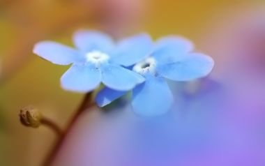 Blue Forget Me Not Macro