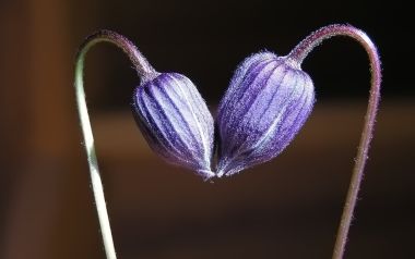 Purple Blossom Heart Shaped Focus