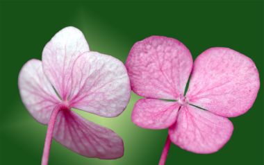 Pink Hydrangea Macro Photography