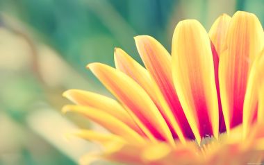 Yellow Daisy Closeup Warm Nature