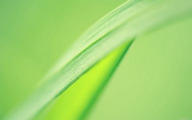 Green Grass Leaf Macro