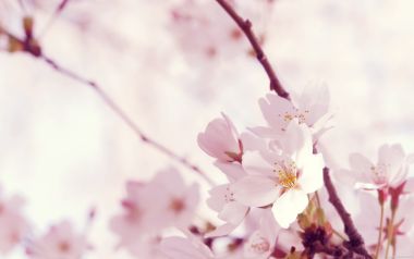 日本春日樱花盛开