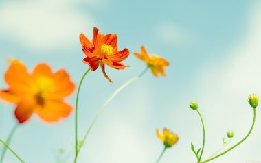 Japanese Cosmos Flowers Under Blue Sky