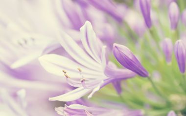Purple Lily Flower Macro Photography