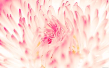 Pink Flower Macro Shot
