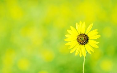 Single Sunflower In Green Field