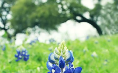 Texas Blue Flower Field Scene