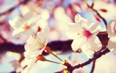 Japanese Sakura Blossom Spring Scenery