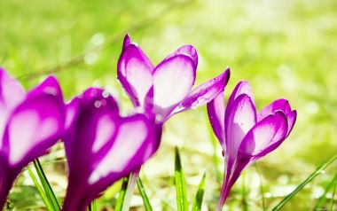 Purple Flowers In Spring Grass