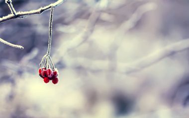 北欧冬季霜冻浆果