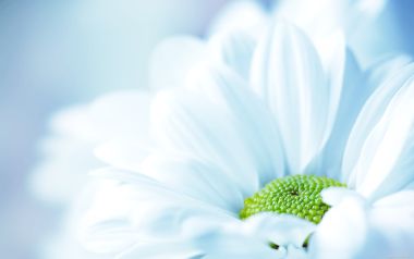 White Daisy Macro Shot