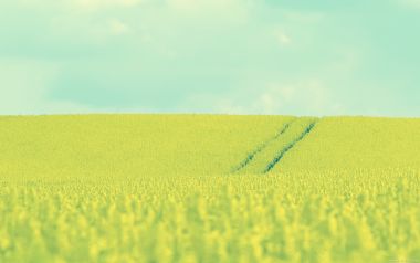 Golden Sunflower Field And Blue Sky Rural Landscape