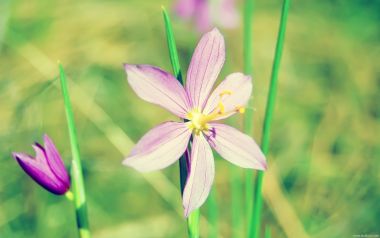 Purple Wildflower In Spring