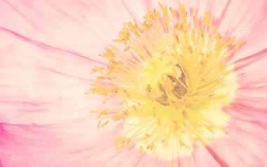 Pink Flower Closeup Yellow Stamen