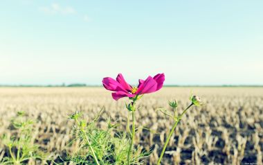 Pink Cosmos Flower In Field