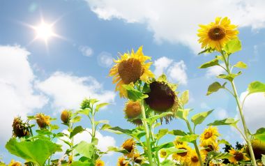 向日葵花田在蓝天白云下绽放