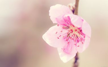 日本樱花绽放特写