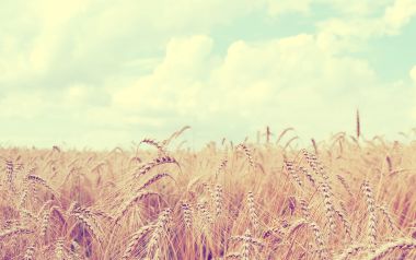 Golden Wheat Field Under Blue Sky
