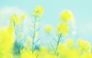 春日油菜花田，蓝天下的治愈花海