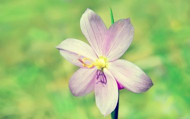Purple Flower Close Up Green Nature