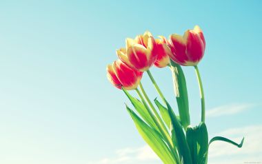 Red Yellow Tulips Under Blue Sky