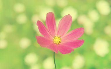Pink Cosmos Flower In Green Field