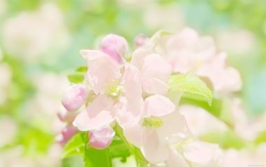 日本春日樱花绽放