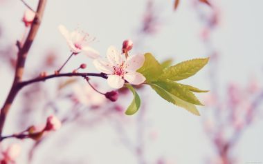 日本春日樱花绽放