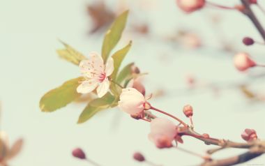 日本春日樱花枝头绽放