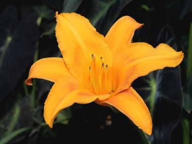 金黄色萱草花绽放特写