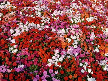 Colorful Impatiens Flower Bed