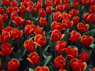 Red Tulip Field Netherlands