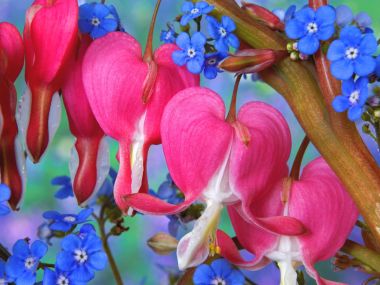 Bleeding Heart And Forget Me Not Wallpaper
