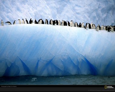 Penguins On Antarctic Iceberg National Geographic