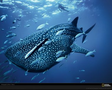 Whale Shark Diver National Geographic