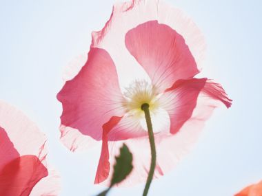 清新粉色虞美人花卉特写