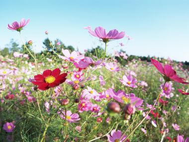 Vibrant Cosmos Flowers Under Blue Sky
