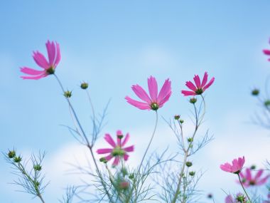 Pink Cosmos Flowers Under Blue Sky