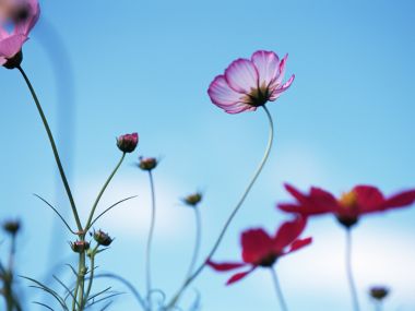 Beautiful Cosmos Flowers Under Blue Sky