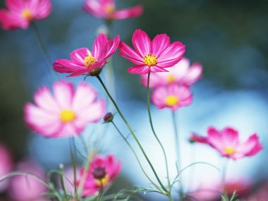 Fresh Pink Cosmos Flowers