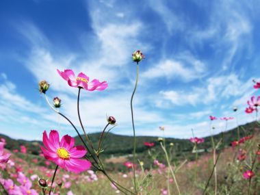 Pink Cosmos Flowers Under Blue Sky