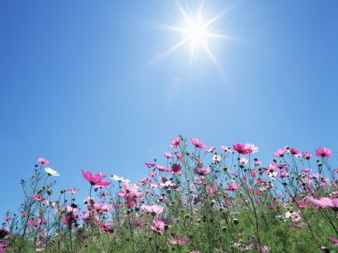 Cosmos Flowers Under Bright Blue Sky