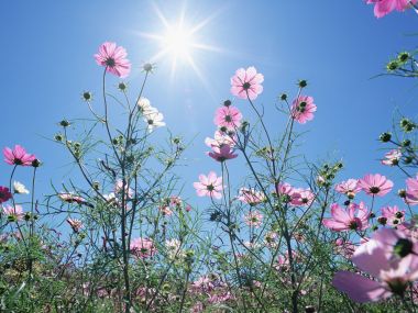蓝天下的粉色波斯菊与明媚阳光