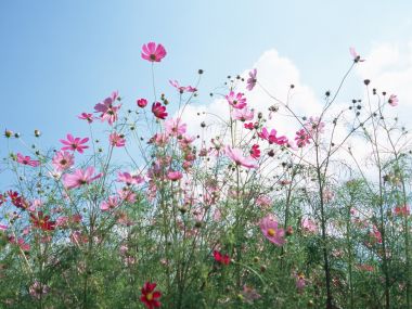 Pink Cosmos Flowers Under Blue Sky