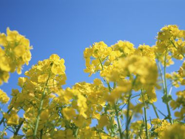 蓝天下的明媚油菜花
